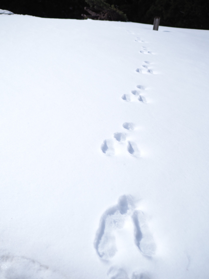 Rabbit's footsteps