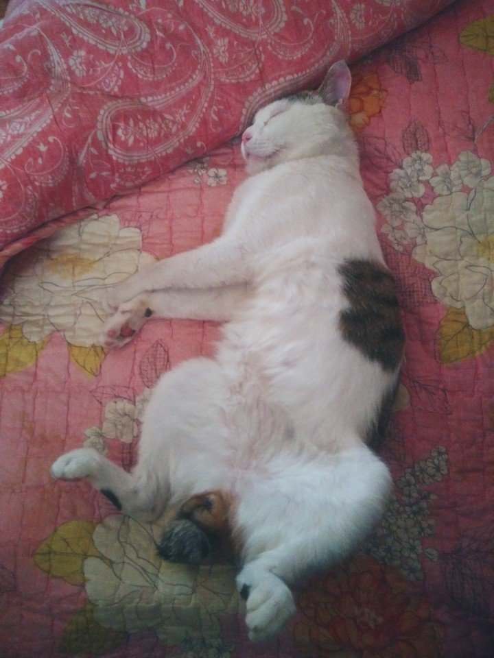 옹