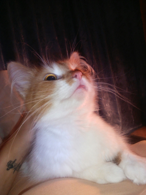 cat