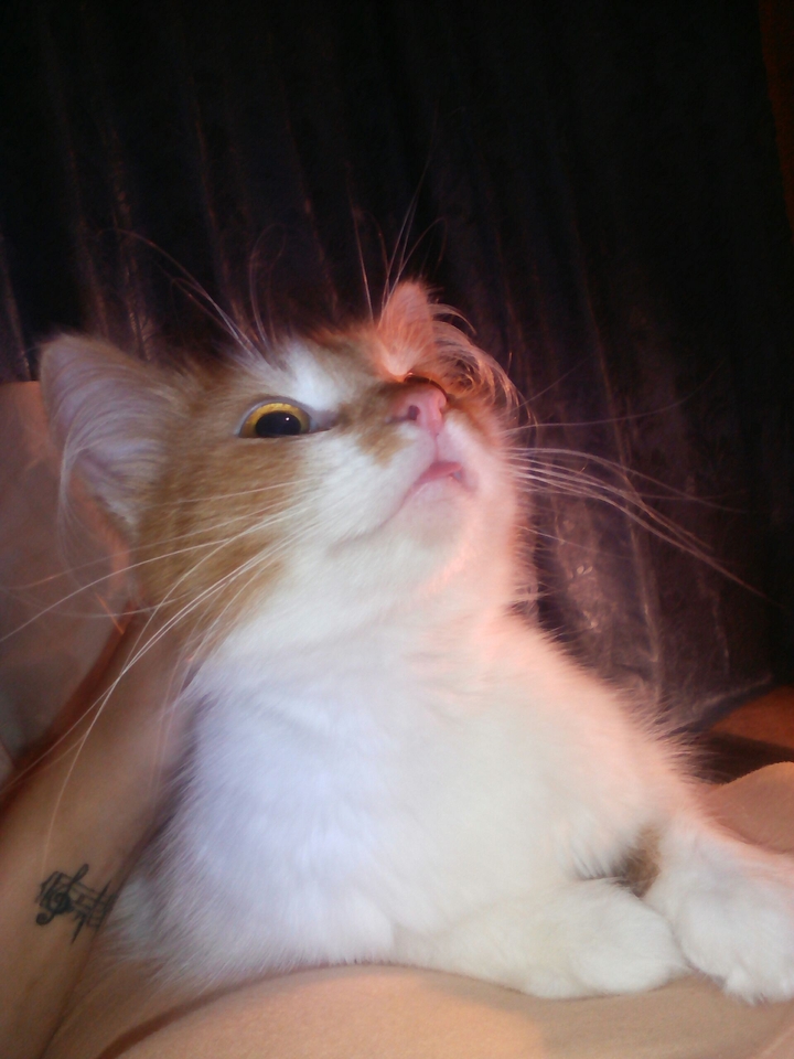 cat