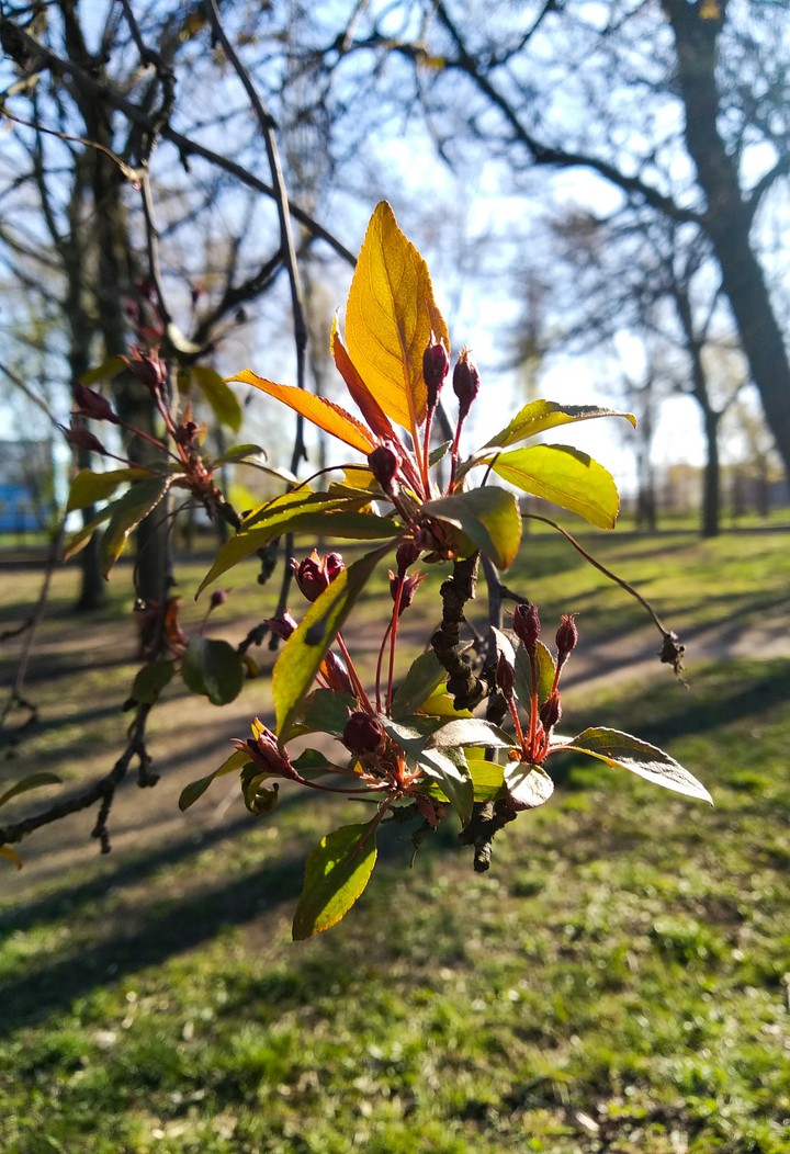 April. Nature.