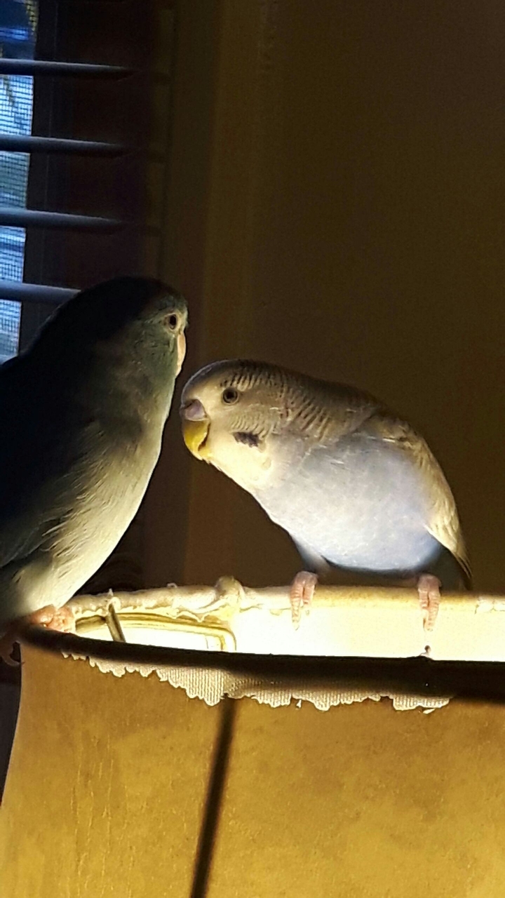 birds