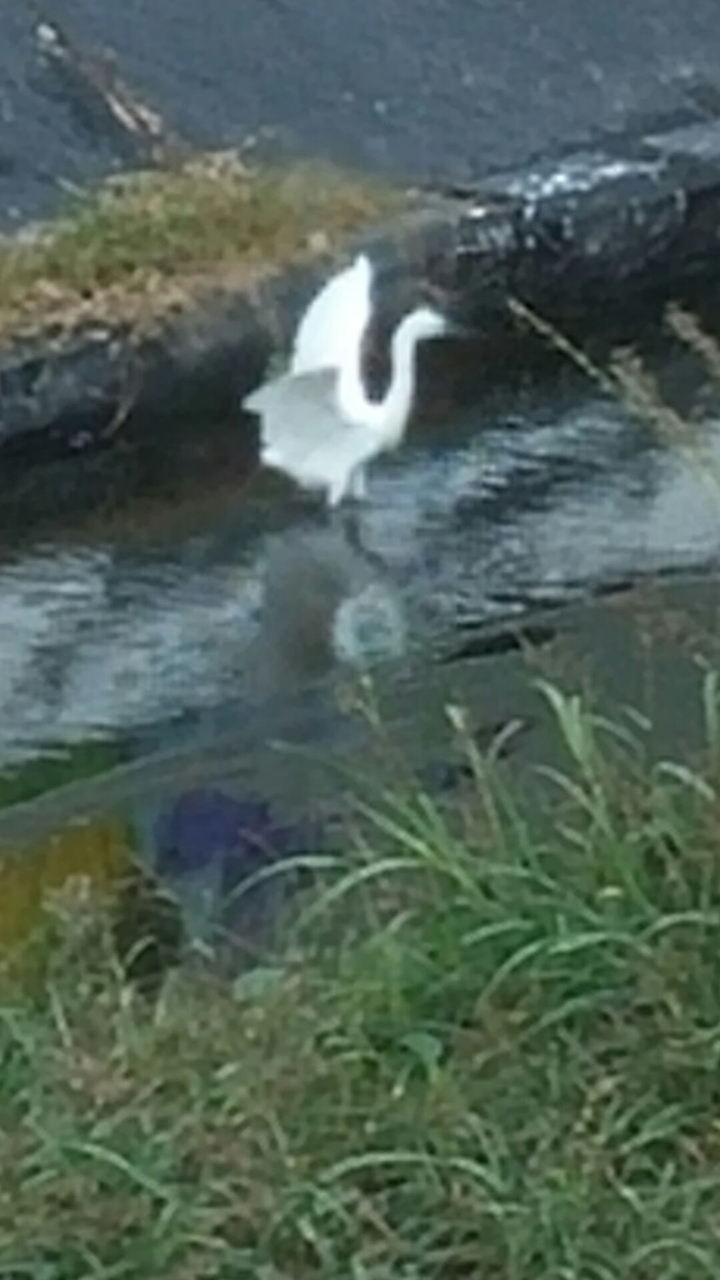 Vuelo