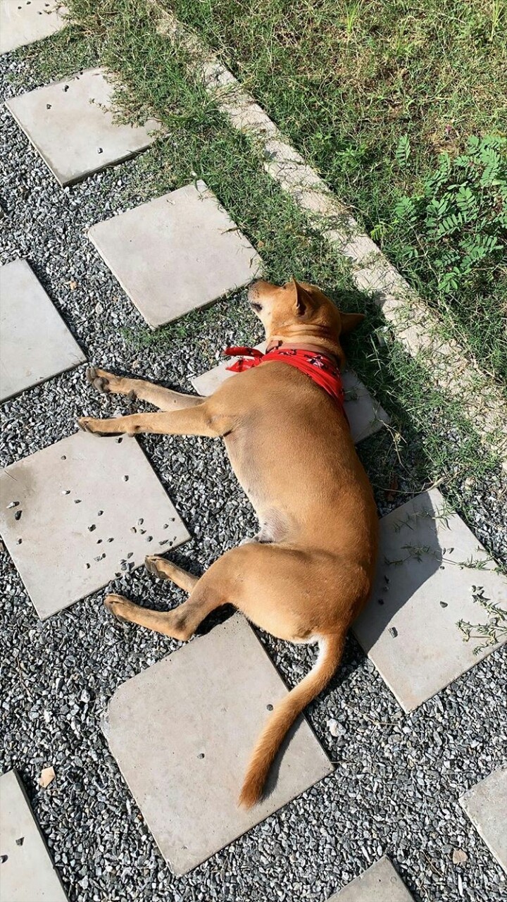 my dog?
