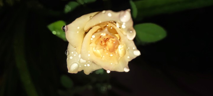 ఫ్లవర్