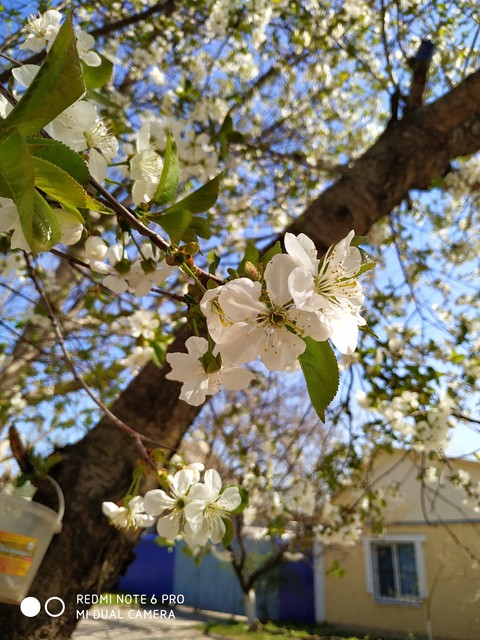 весна пака