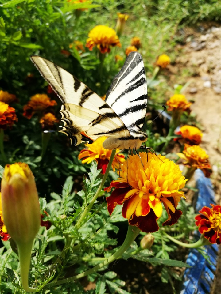butterfly