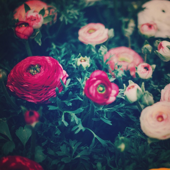 roses