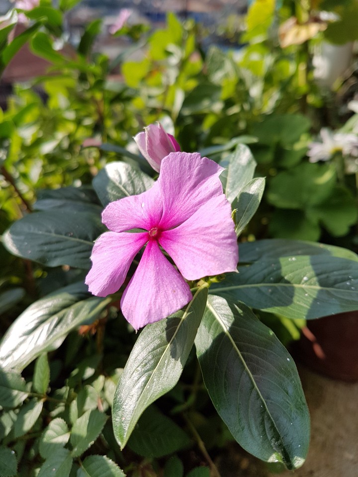 Natureza