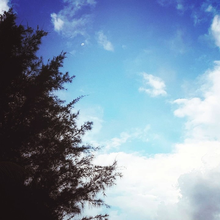 tree and moon