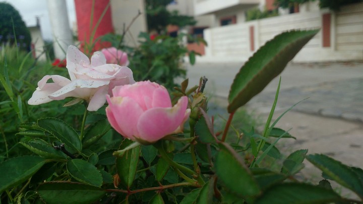 Rozes not roses