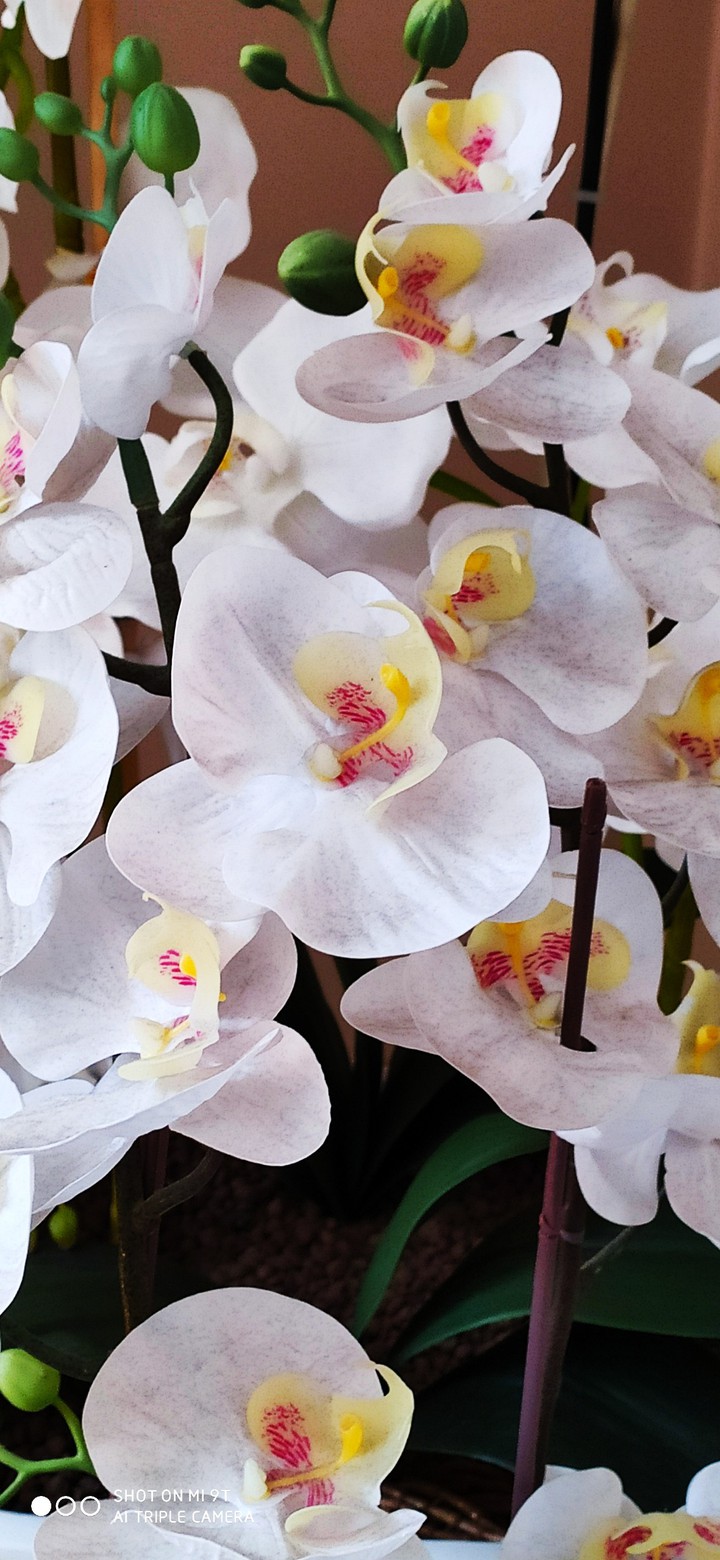 white orchid