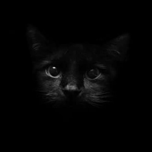 Dark Cat :)