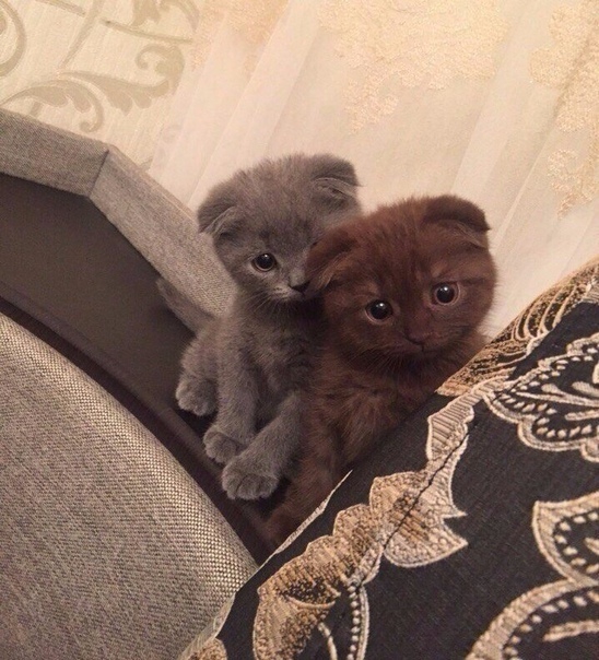 A Lovely Cat