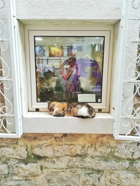 Cat on a window