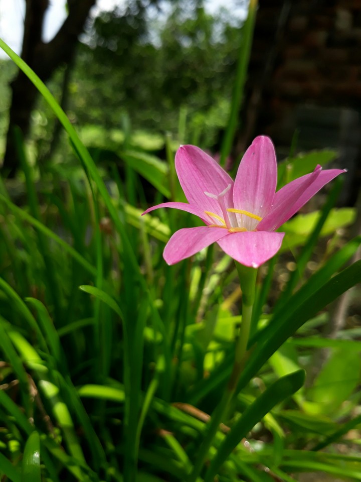 lily