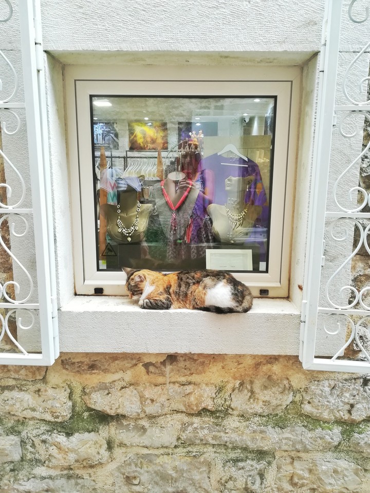 Cat on a window