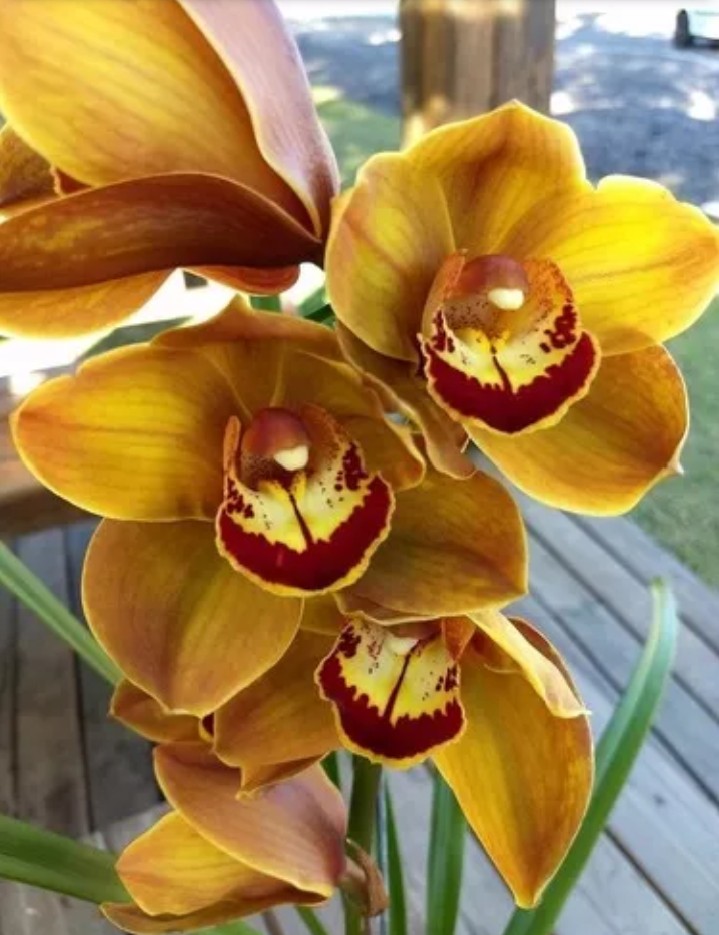 orquídea