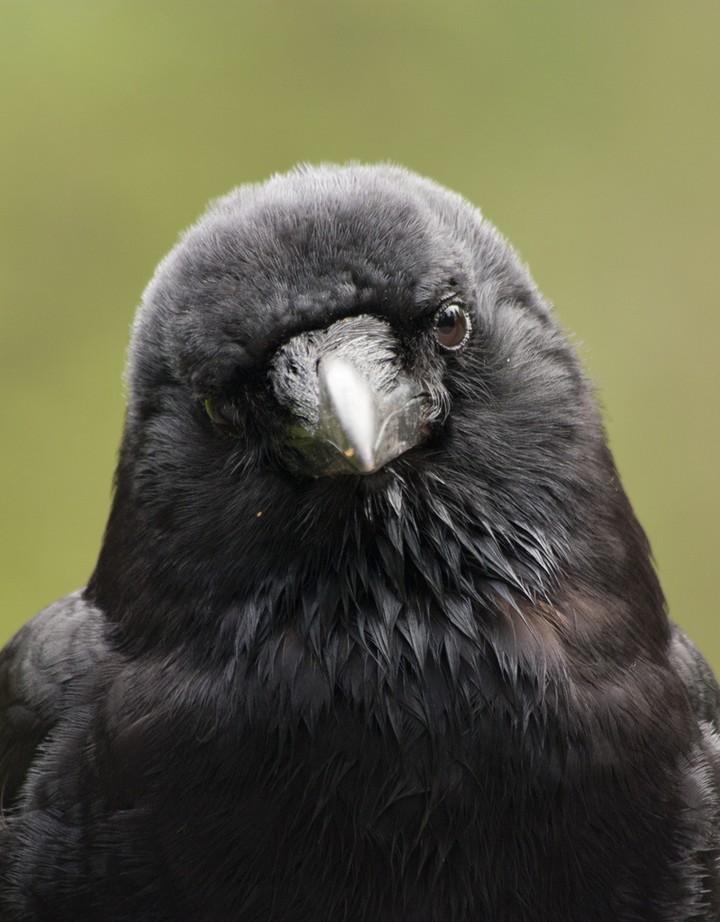 ravenCross