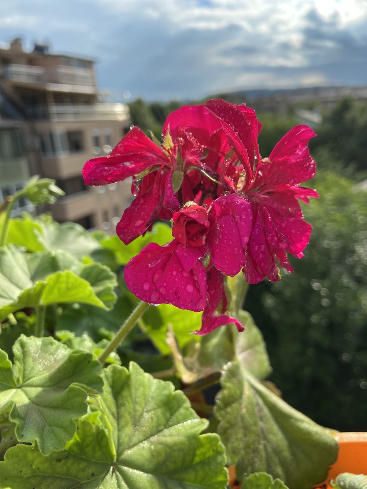 flowers