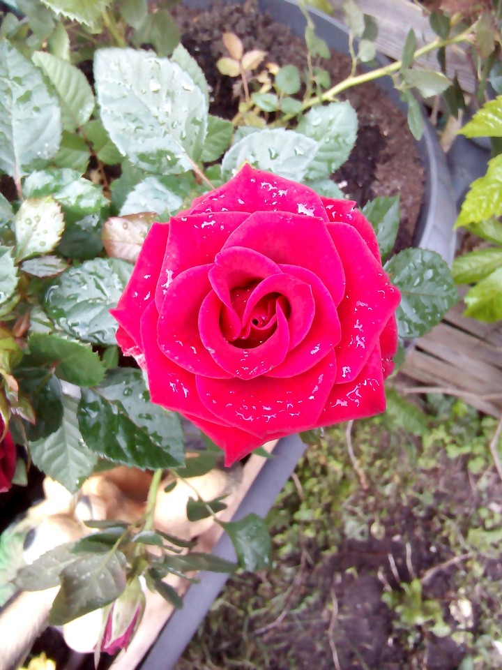 Rose