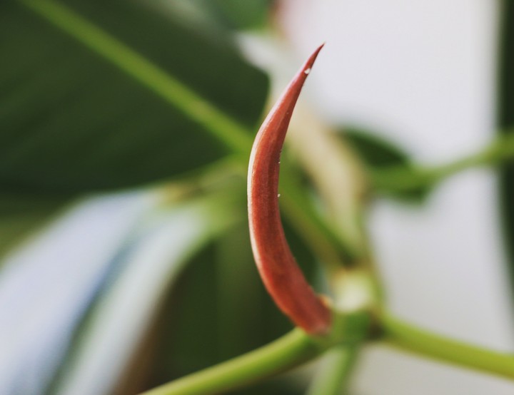 ficus