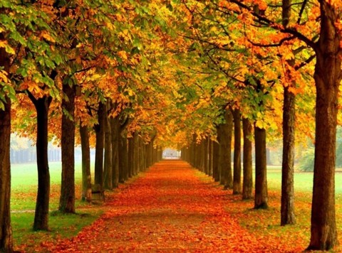 plant, seasons duvar kağıtları