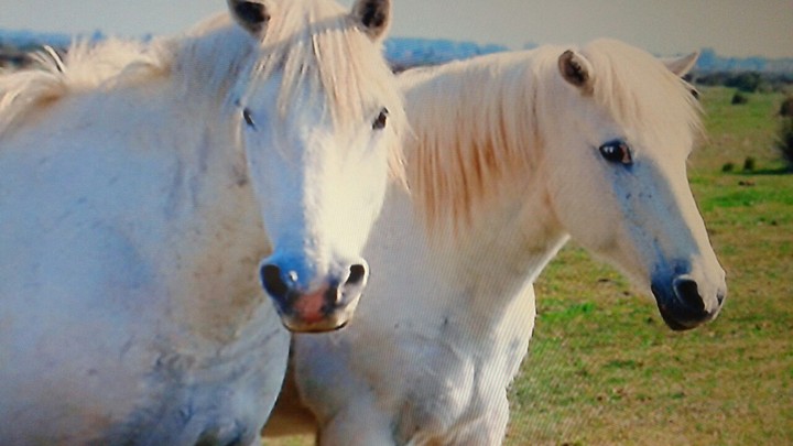 horse