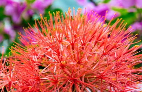 רקעים flower, green