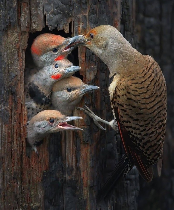 Birds