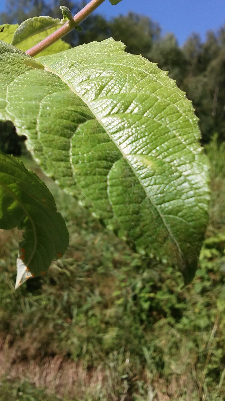 Liście