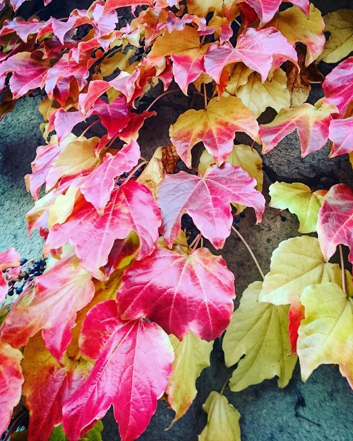 leafes