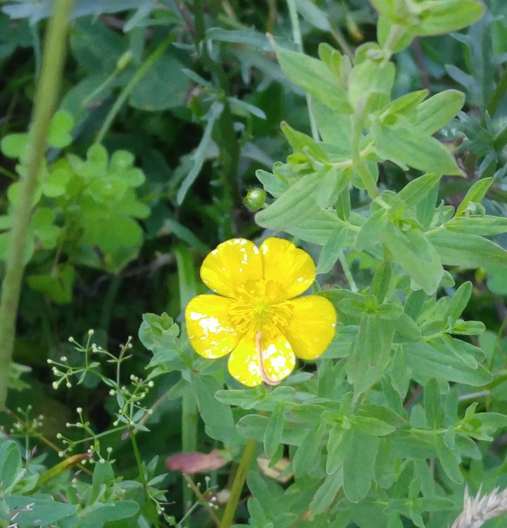 New York wild flower
