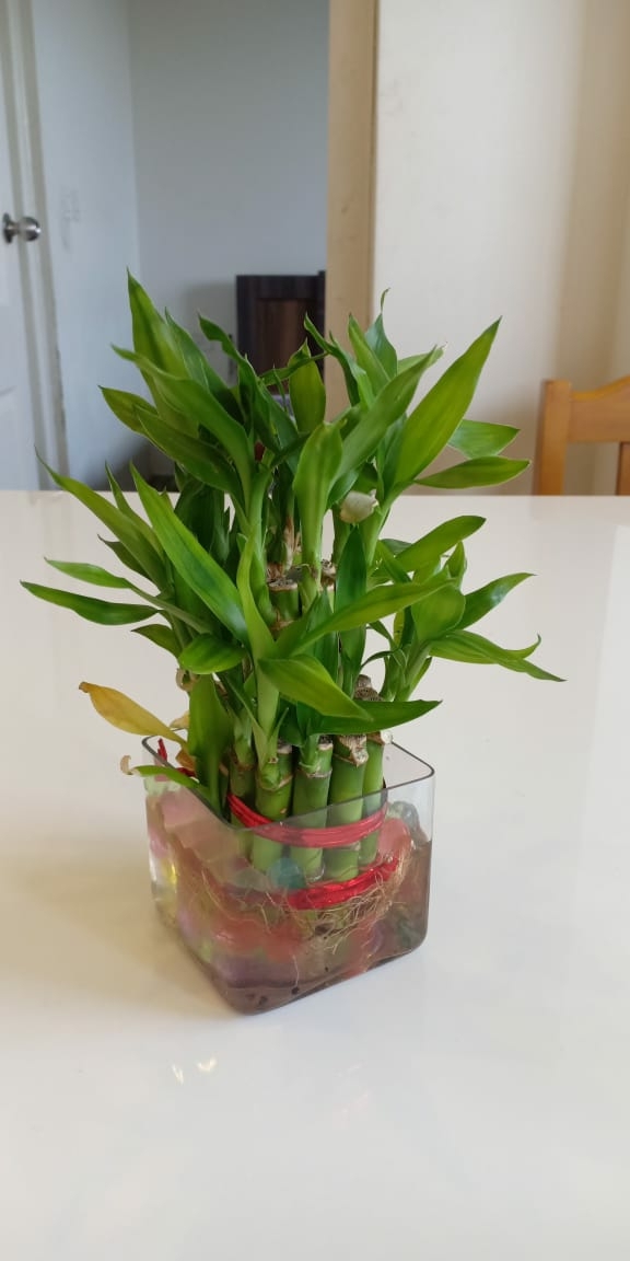 indoor plants