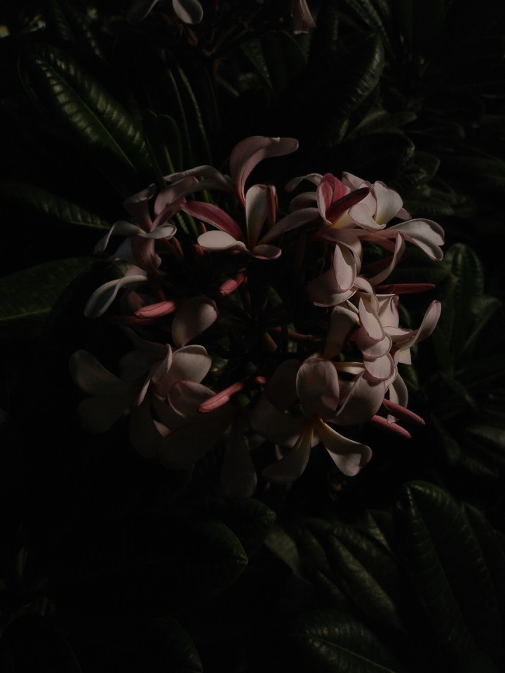 Flower in night