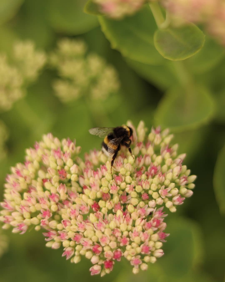 #hummel