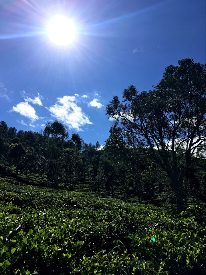 Nilgiri tea plantations