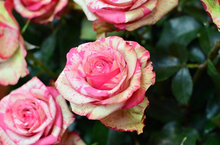 rosa