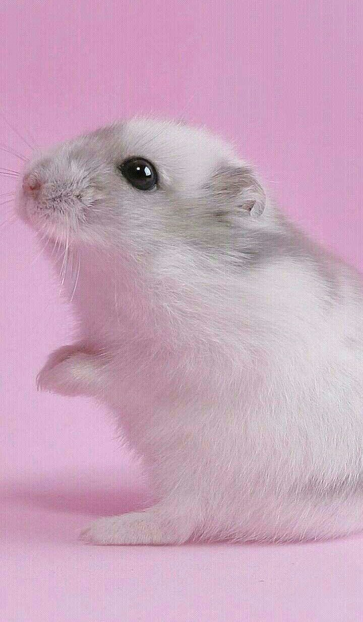 Мило