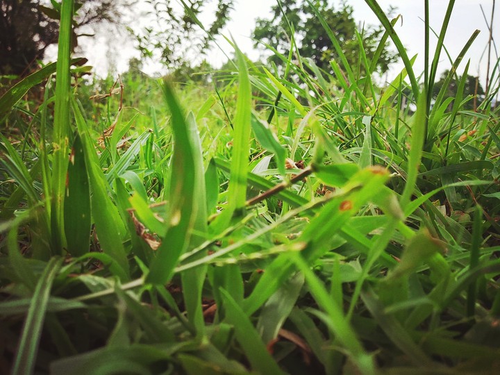 grasses are green