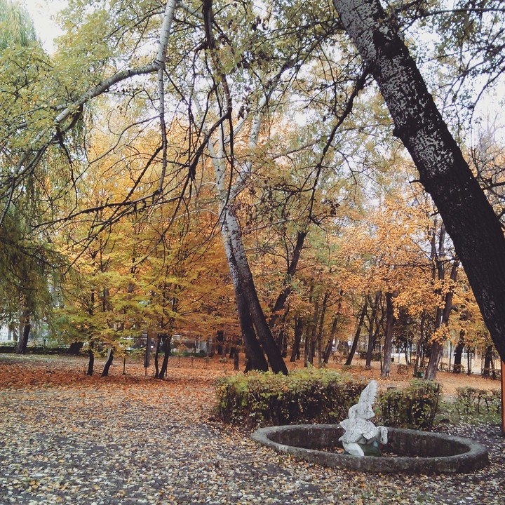 gold autumn