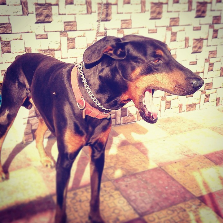 laughing doberman
