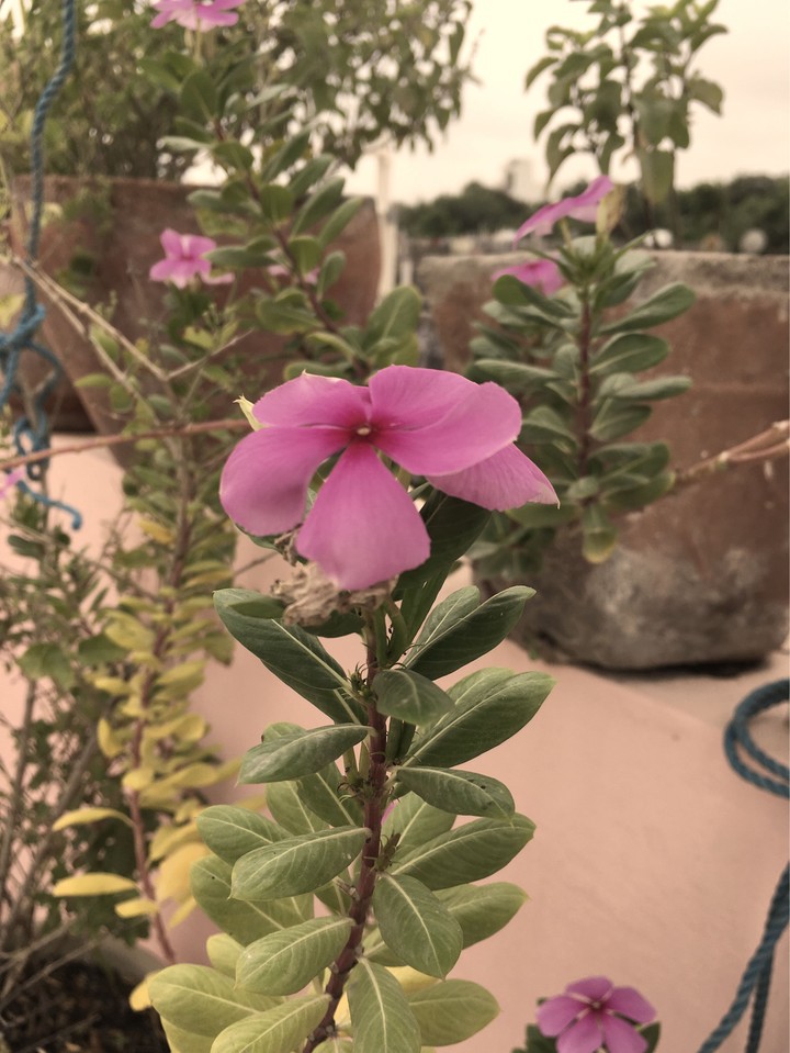 flowers