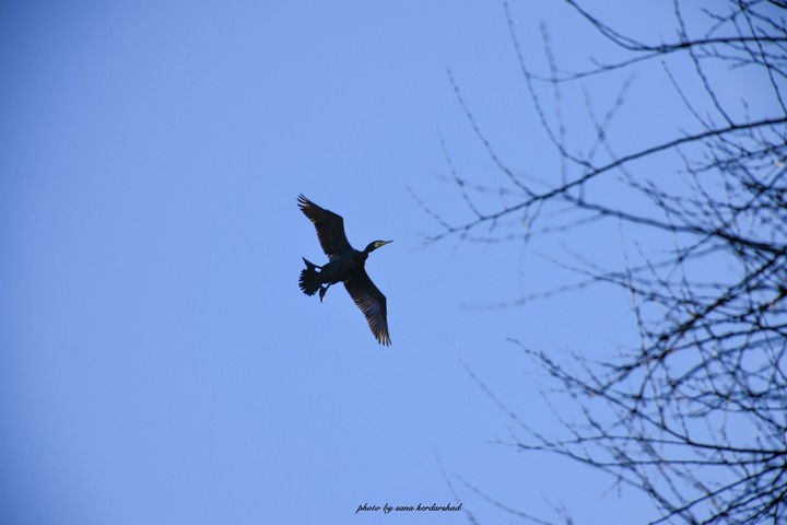 beautiful bird