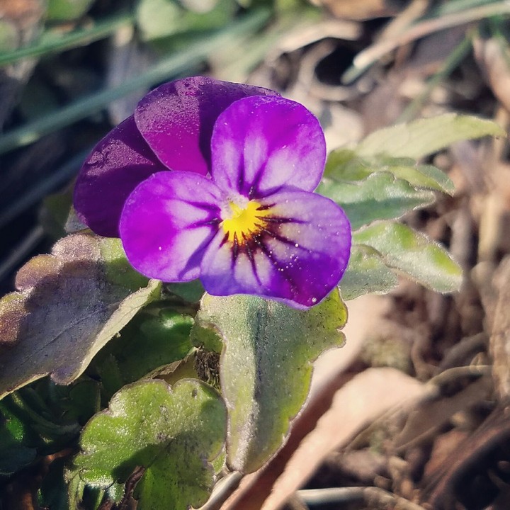 hints of spring