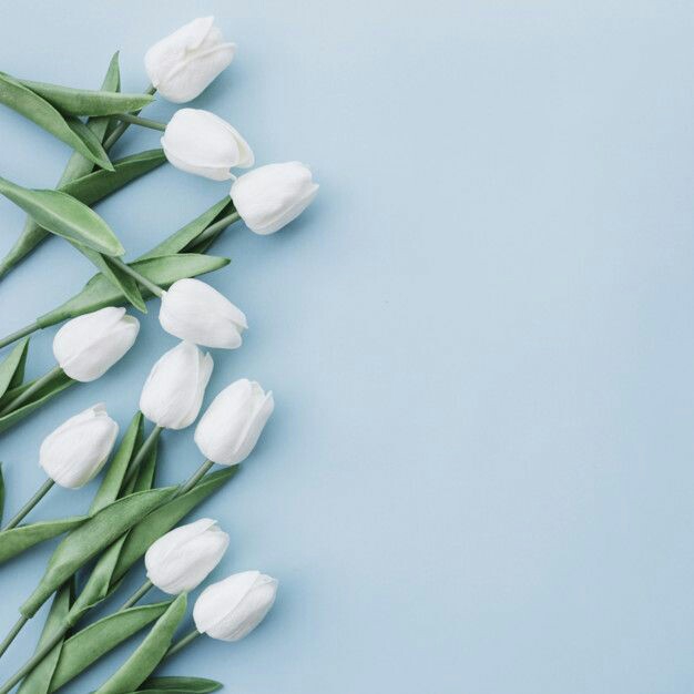 tulip