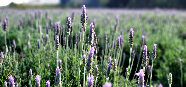 Lavender Flower