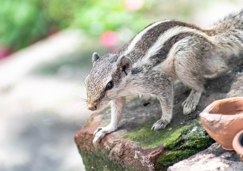 whiskers, Squirrel háttérképek