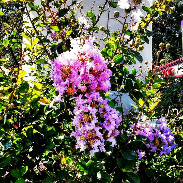 Flowers