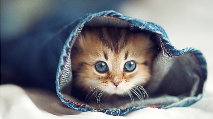 cute and little kitten